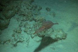 20020606_2_Shaab_Sheer_0071